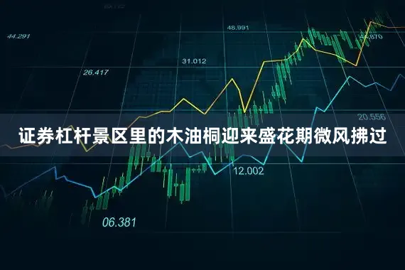 证券杠杆景区里的木油桐迎来盛花期微风拂过